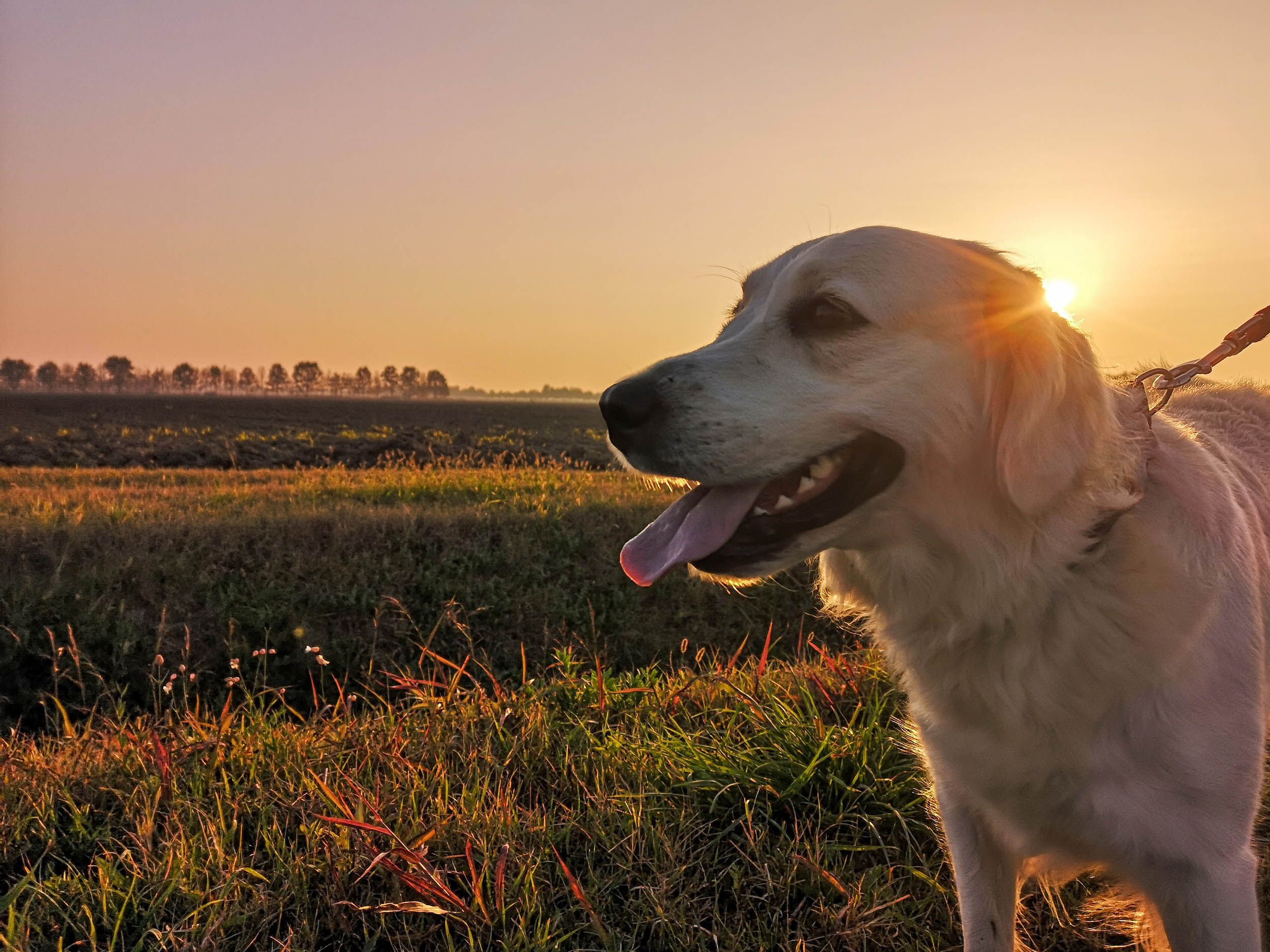 Older golden retriever dog standing in grassy field during sunset