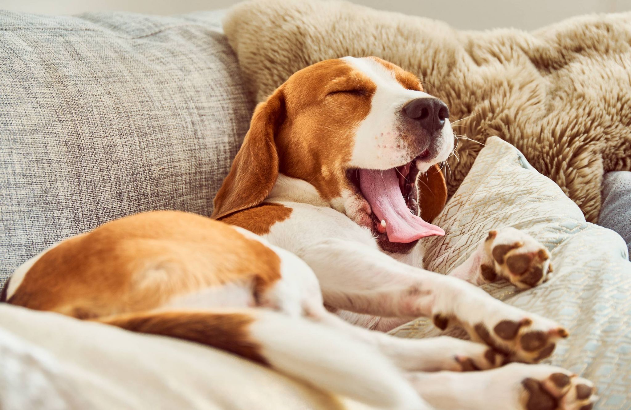 Tired beagle dog sleeping on couch and yawning